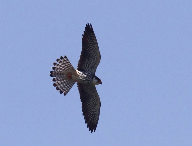 Amur Falcon - ML379627271