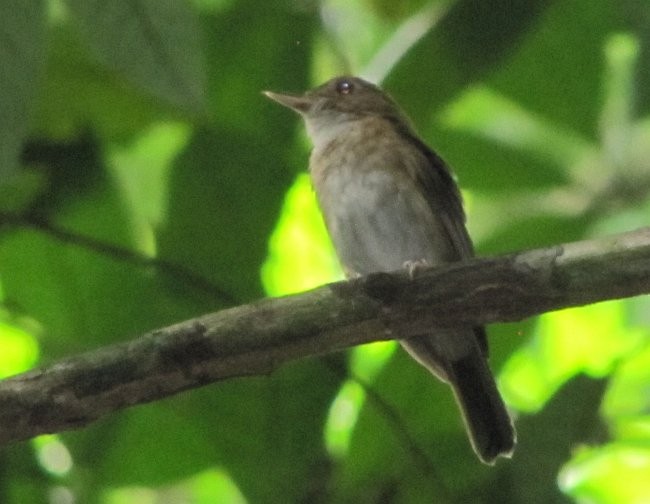 Nicobar Jungle Flycatcher - ML379627301