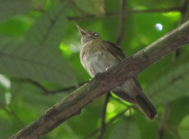 Nicobar Jungle Flycatcher - ML379627351
