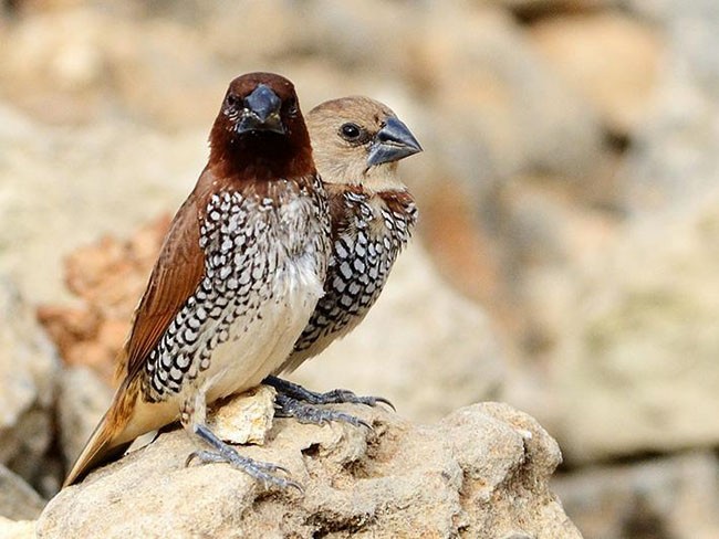 muskatnonne (punctulata) - ML379627391