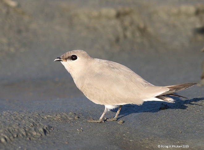 Small Pratincole - Porag Phukan