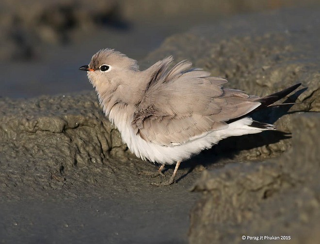 Small Pratincole - ML379627441