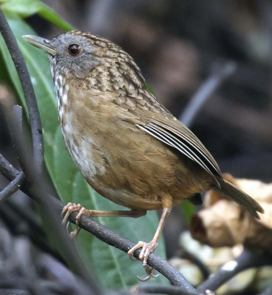 Streaked Wren-Babbler - ML379627711