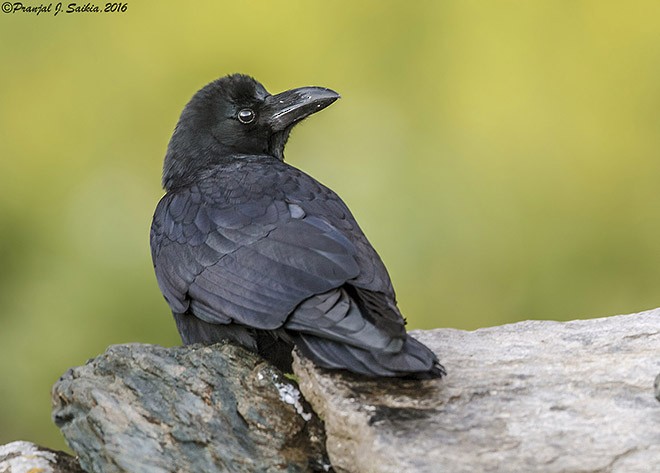 Large-billed Crow (Large-billed) - ML379628091