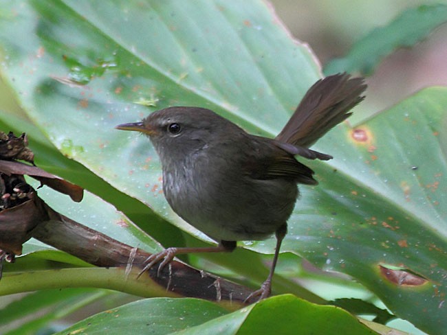 Aberrant Bush Warbler (Sunda) - ML379628371