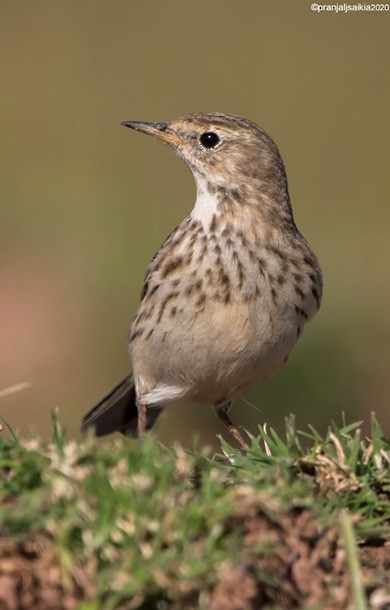 Water Pipit - ML379628491