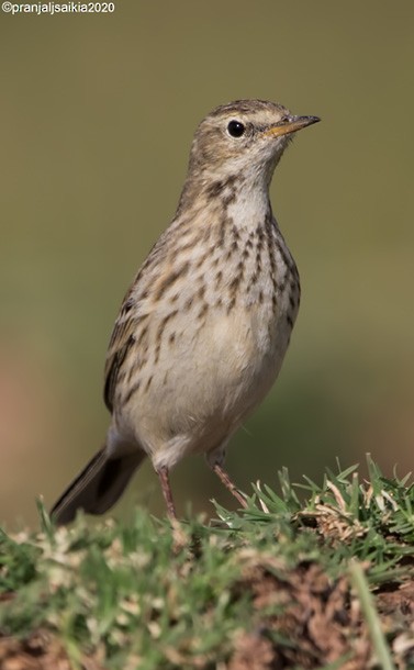 Water Pipit - ML379628521