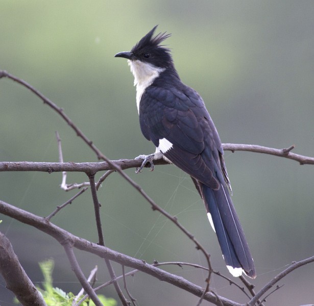 Pied Cuckoo - ML379628531