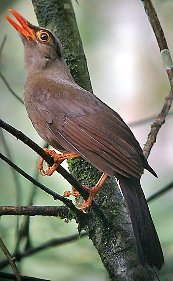 Sulawesi Thrush - ML379628591