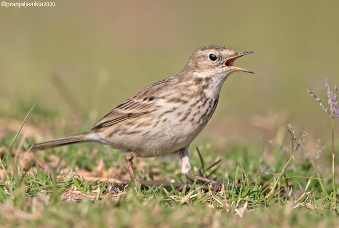 Water Pipit - ML379628611