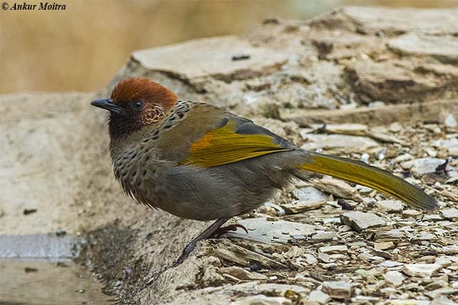 Chestnut-crowned Laughingthrush - Ankur Moitra