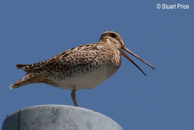 Latham's Snipe - ML379628931