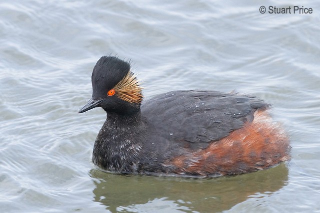 Eared Grebe - Stuart Price