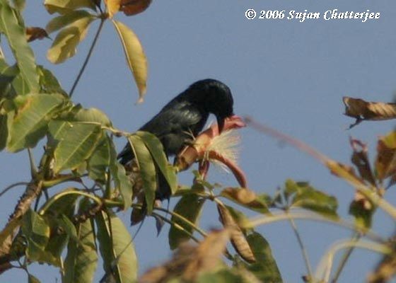 Greater Racket-tailed Drongo - Sujan Chatterjee
