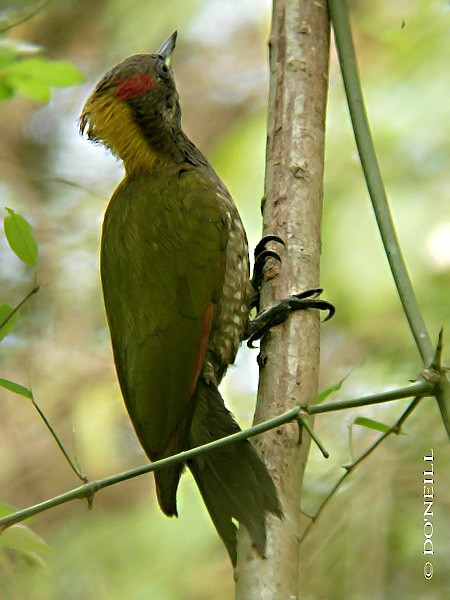 Lesser Yellownape - ML379630221