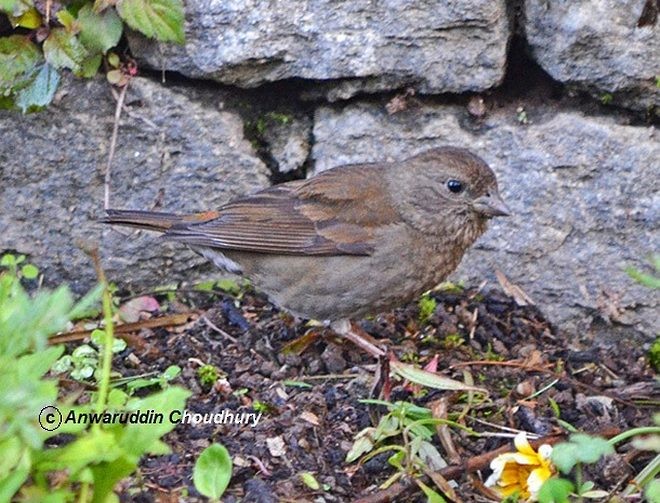 Blanford's Rosefinch - ML379630331