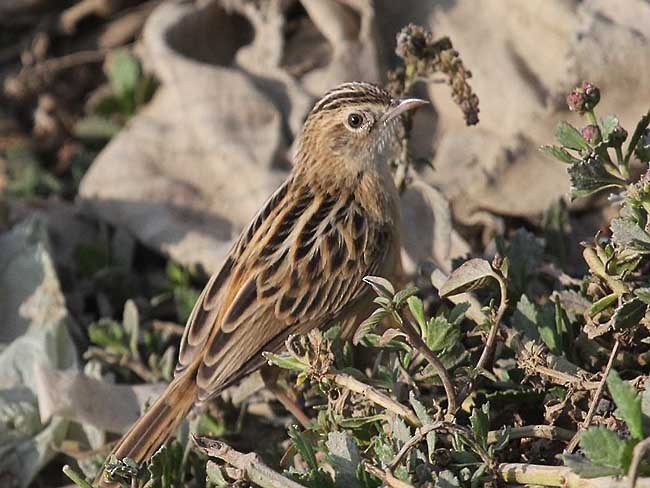 Zitting Cisticola (Western) - ML379630391