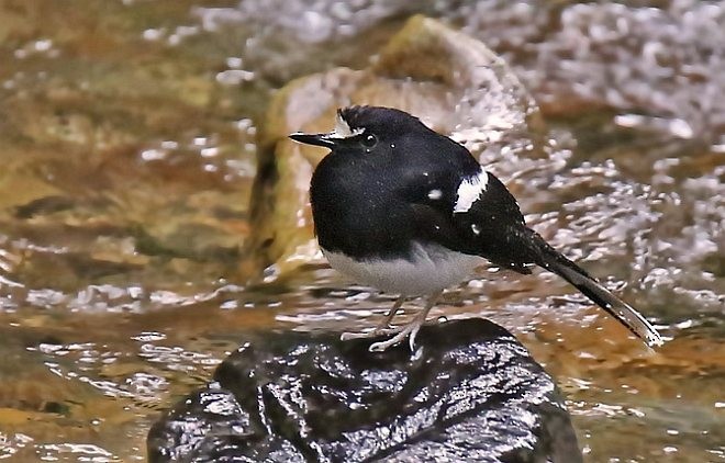 Bornean Forktail - ML379631271