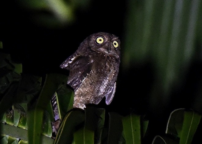 Nicobar Scops-Owl - ML379631561