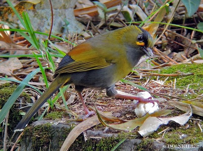 Taiwan Liocichla - ML379631591