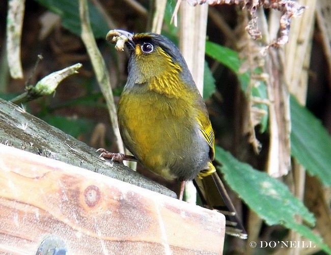 Taiwan Liocichla - ML379631601