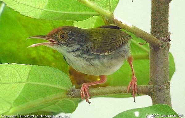 Common Tailorbird - ML379631801