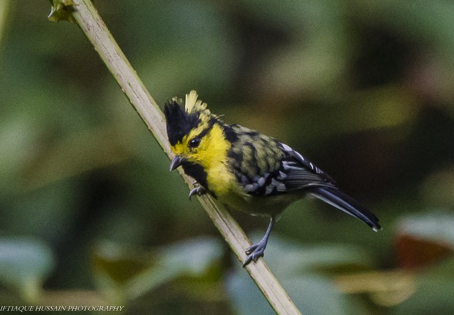 Yellow-cheeked Tit - Iftiaque  Hussain