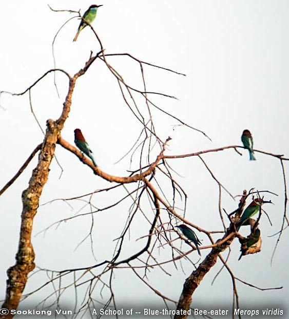 Blue-throated Bee-eater - Vun kiong