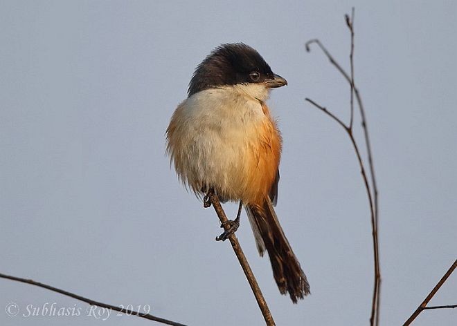 Long-tailed Shrike (tricolor/longicaudatus) - ML379633071