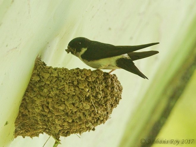 Nepal House-Martin - Subhasis Roy