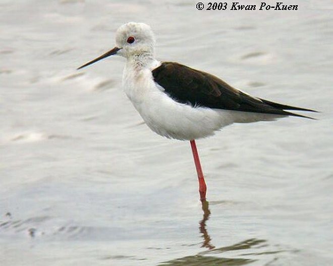 Black-winged Stilt - ML379633341
