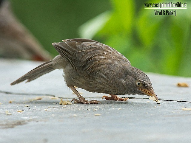 Jungle Babbler - ML379633441