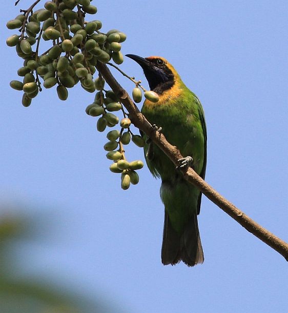 Goldstirn-Blattvogel - ML379633701