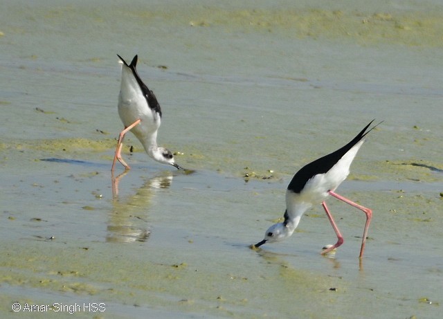 Black-winged Stilt - ML379633811