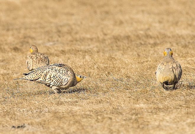 Spotted Sandgrouse - ML379633981