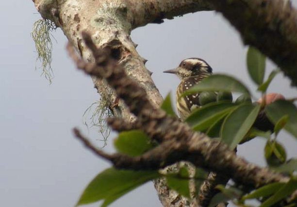 Philippine Pygmy Woodpecker - ML379634011