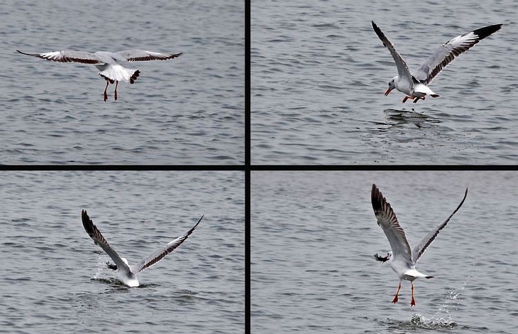 Brown-headed Gull - ML379634131