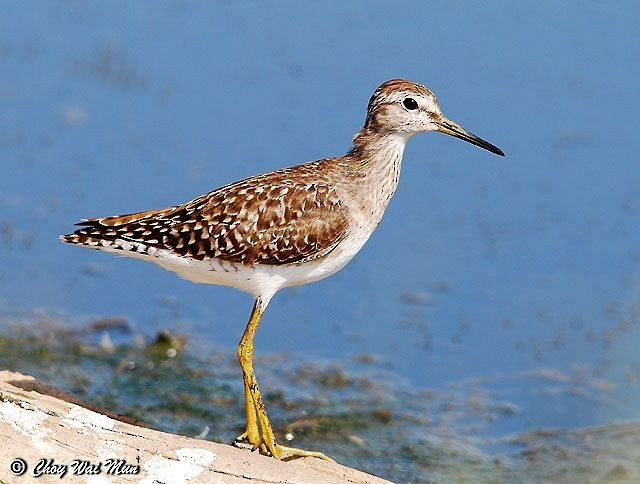 Wood Sandpiper - ML379634181