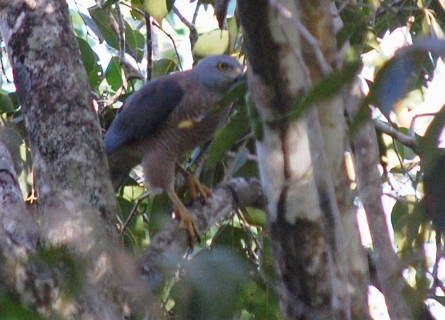 Variable Goshawk (Variable) - ML379634331