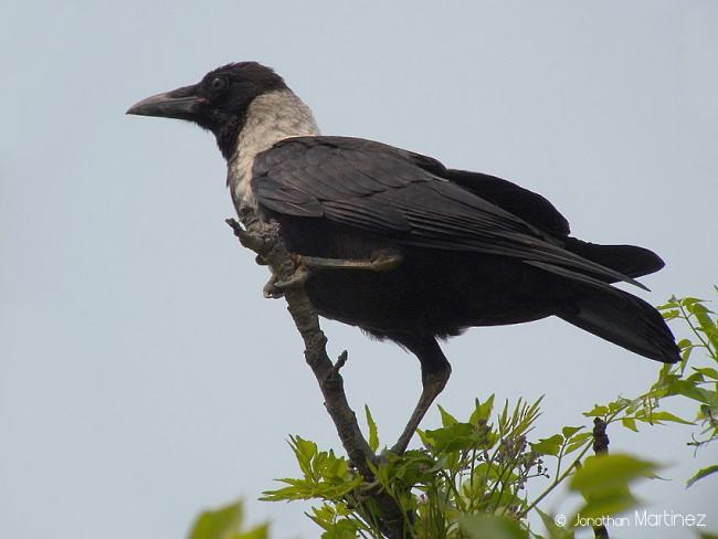 Collared Crow - ML379634461