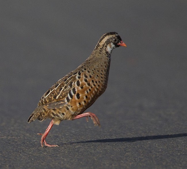 Painted Bush-Quail - ML379634941