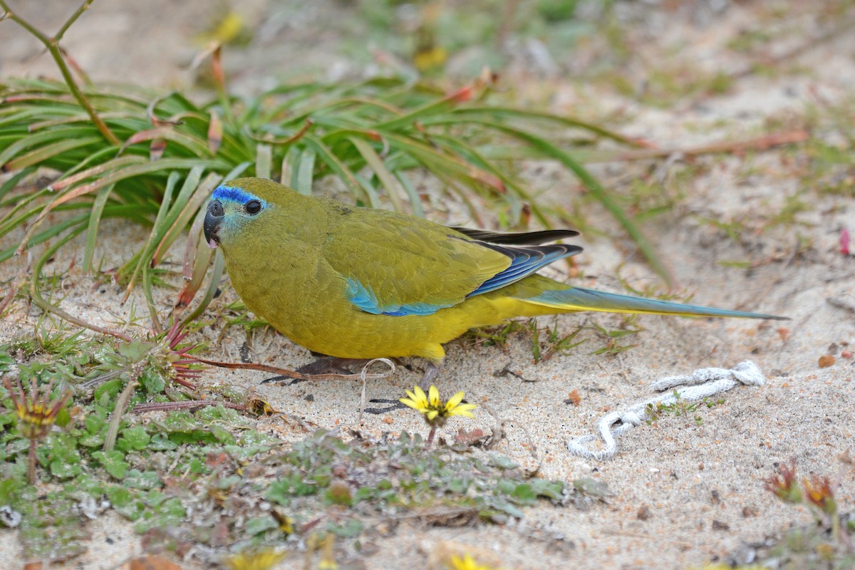 Rock Parrot - Gerald Allen