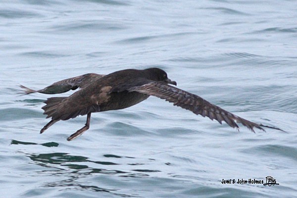 Short-tailed Shearwater - ML379635861