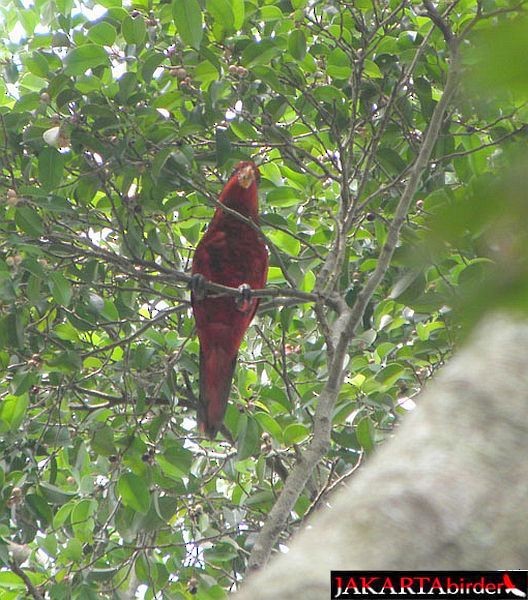 Blue-streaked Lory - ML379636121