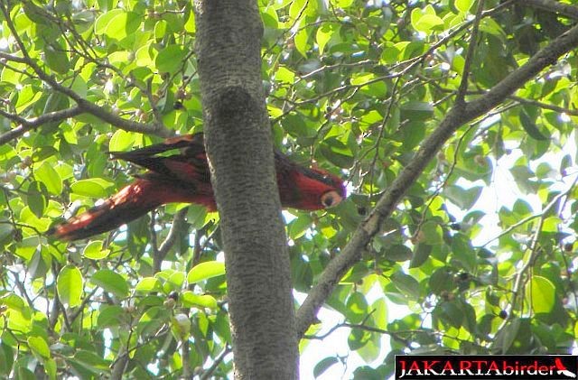 Blue-streaked Lory - ML379636141