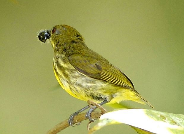 Yellow-breasted Flowerpecker - ML379636361