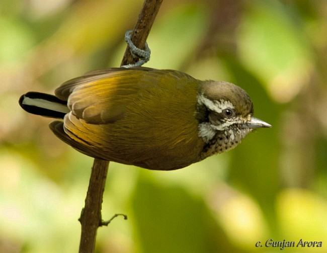 Speckled Piculet - ML379636621