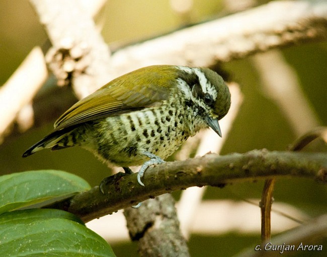 Speckled Piculet - ML379636631