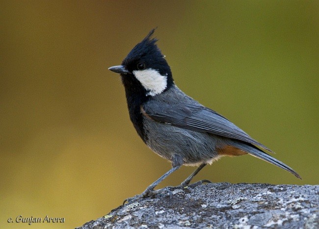 Rufous-naped Tit - ML379636641