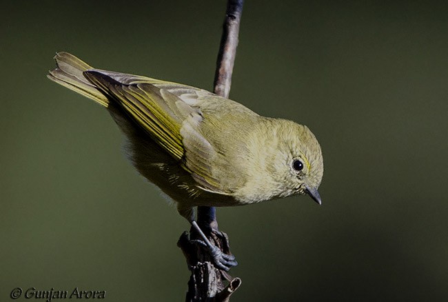 Yellow-browed Tit - ML379636761